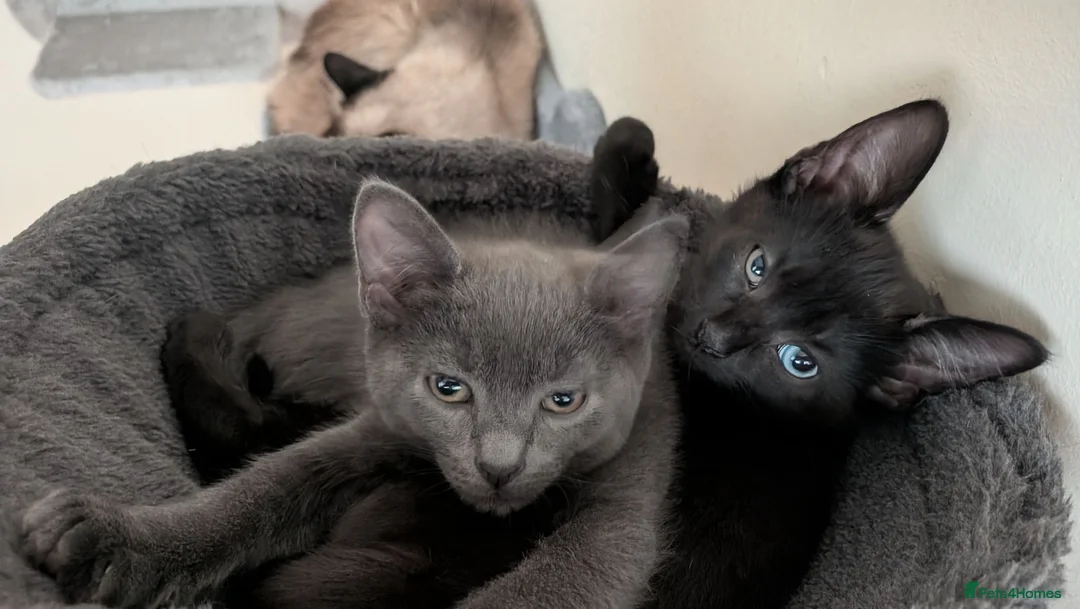 Mixed Breed cats for sale: Adorable Kittens Ready for Their Forever Homes! - Advert 12