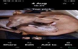 Mexican Hairless dogs for sale: Stunning mini red boy 4 months 8 week old girl . - Image 7