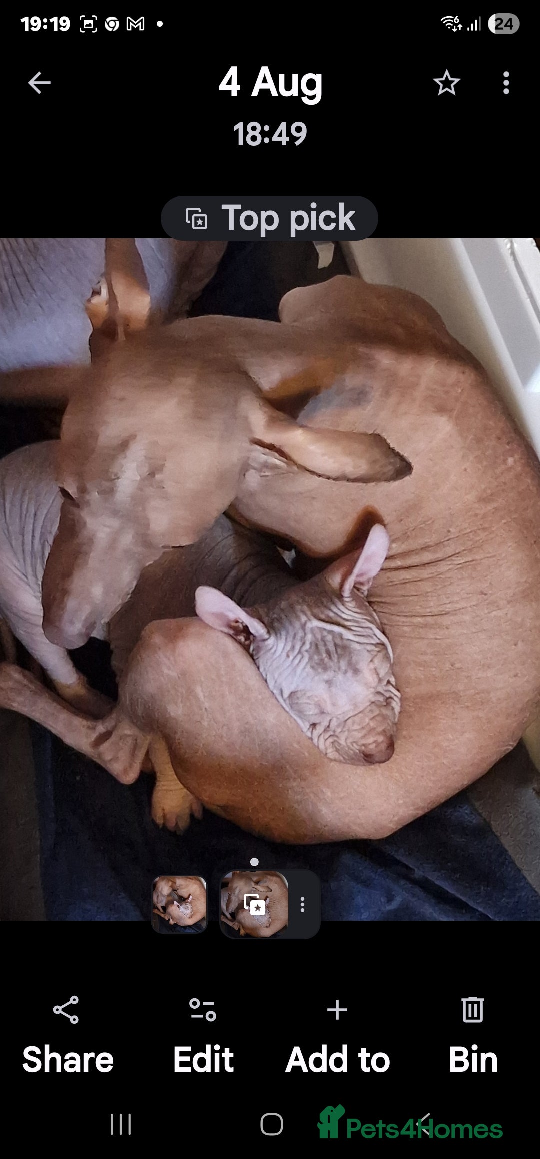 Mexican Hairless dogs for sale: Stunning mini red boy 4 months 8 week old girl . - Image 7