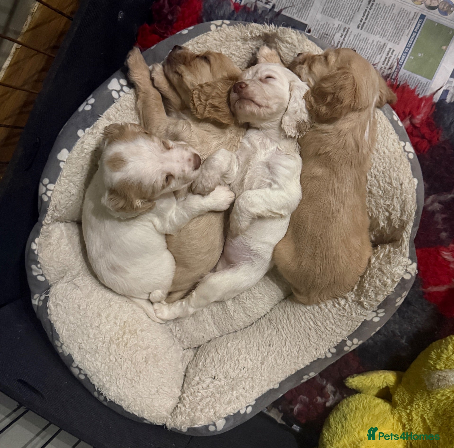 Cocker Spaniel dogs KC Registered Cocker Spaniel Health Tested puppie - Advert 1