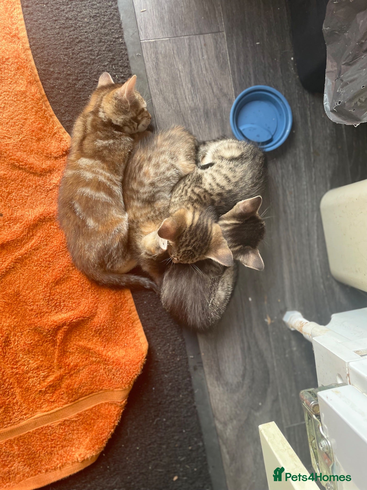 Mixed Breed cats F5 Savanna x Oriental Kittens - Advert 2