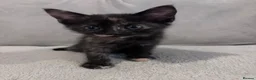 Domestic Shorthair cats for sale: GORGEOUS KITTENS LOOKING FOR THEIR FOREVER HOMES - Advert 9