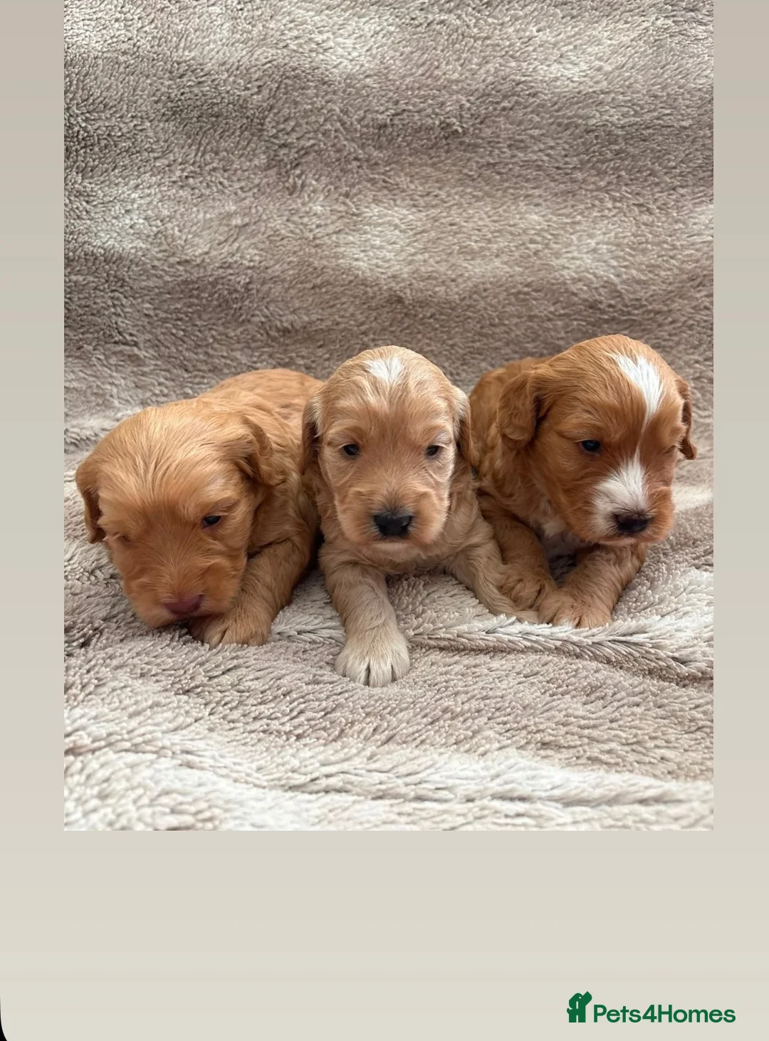 Cockapoo dogs for sale: Miniature cockapoo - Advert 1