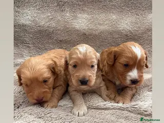 Cockapoo dogs Miniature cockapoo - Advert 1