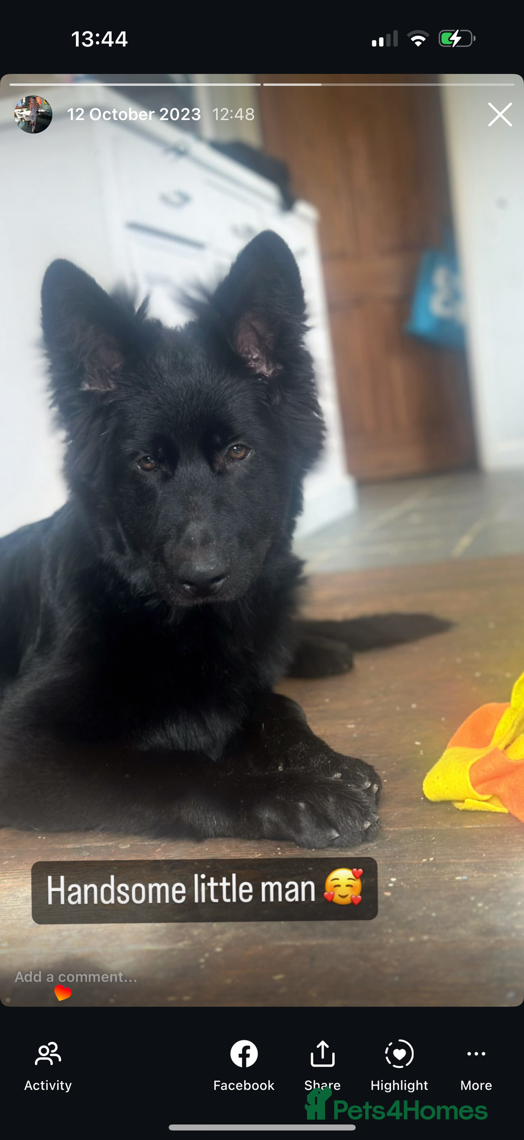 Mixed Breed dogs for sale: beautiful German shepherd x border collie puppies  - Image 12