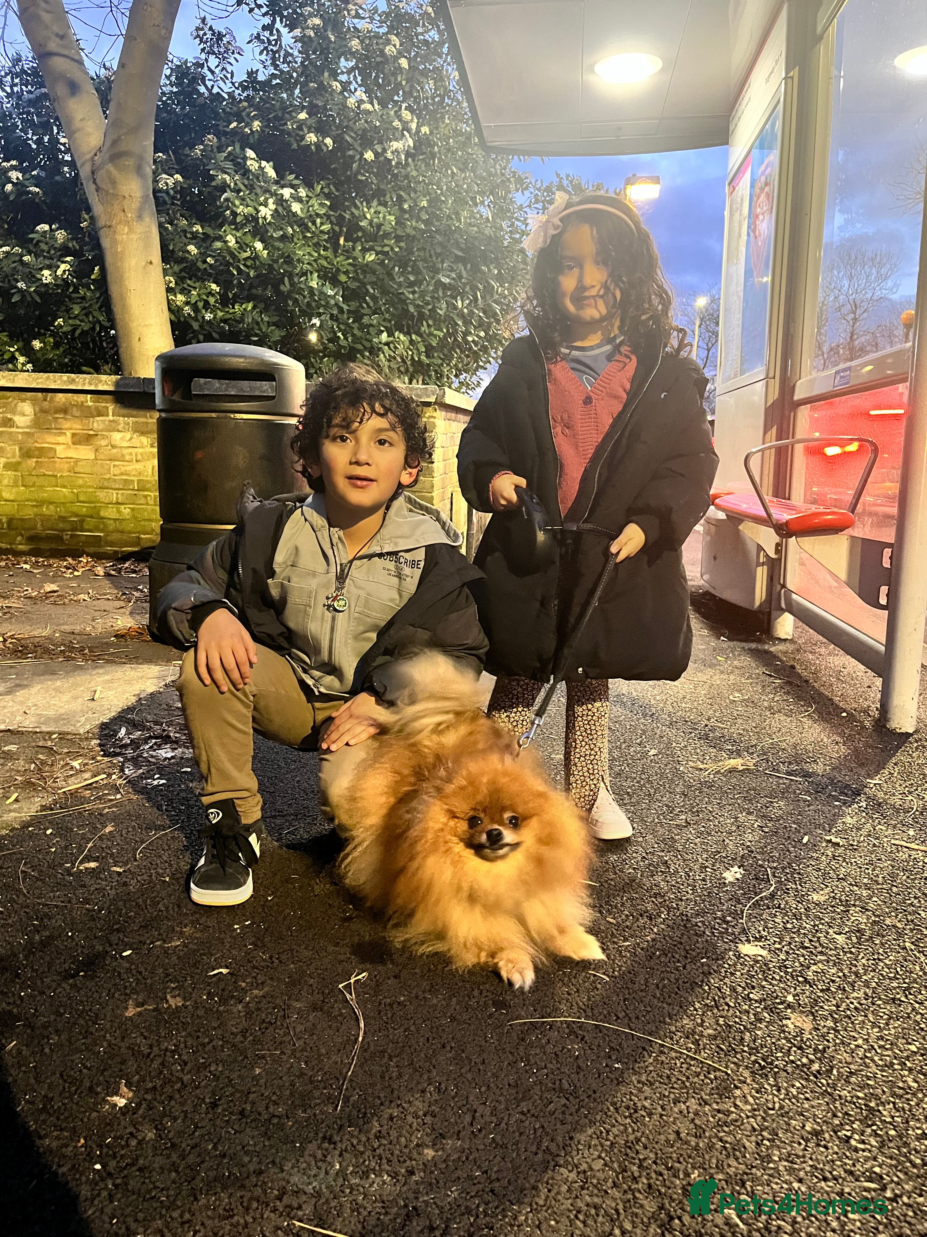 Pomeranian dogs Sweet Pomeranian Girl  - Advert 12