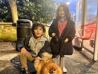 Pomeranian dogs Sweet Pomeranian Girl - Advert 2