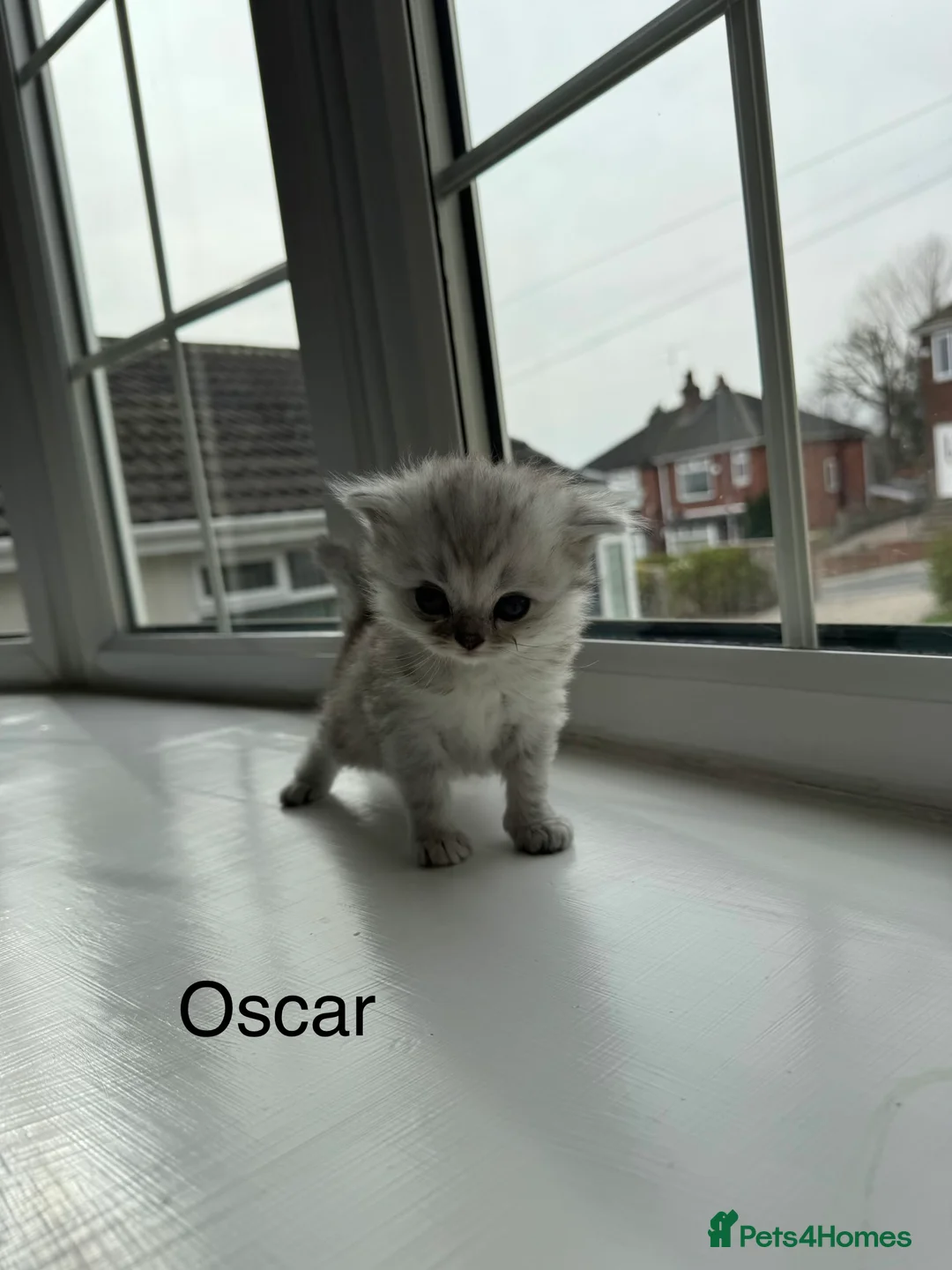 Persian cats for sale: Pure Persian Kittens for Sale: 2 Males & 2 Females in Leeds - Advert 10