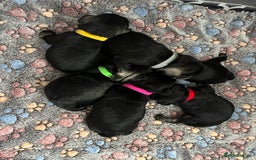 Miniature Schnauzer dogs for sale: Beautiful KC miniature Schnauzers  - Advert 21