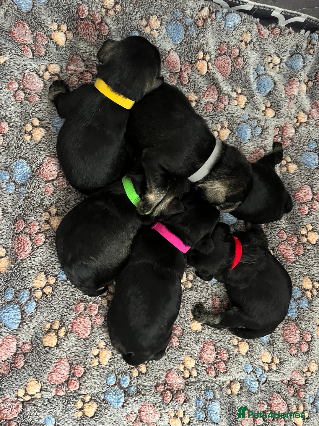 Miniature Schnauzer dogs for sale: Beautiful KC miniature Schnauzers  - Advert 21