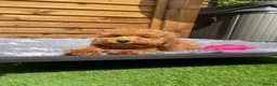 Cockapoo dogs for sale: Tiny Toy F1B Cockapoos. FULLY VAX’D! LAST 2 BOYS!! - Advert 10