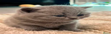 British Shorthair 1