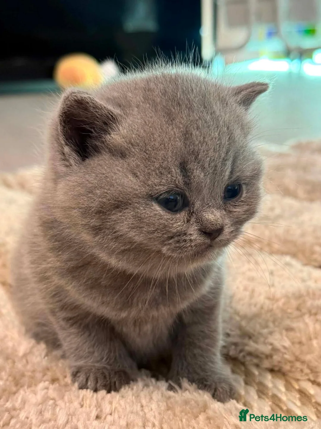 British Shorthair cats for sale: Beautiful Purebred Blue British Shorthair Kittens  in Dundee - Advert 33