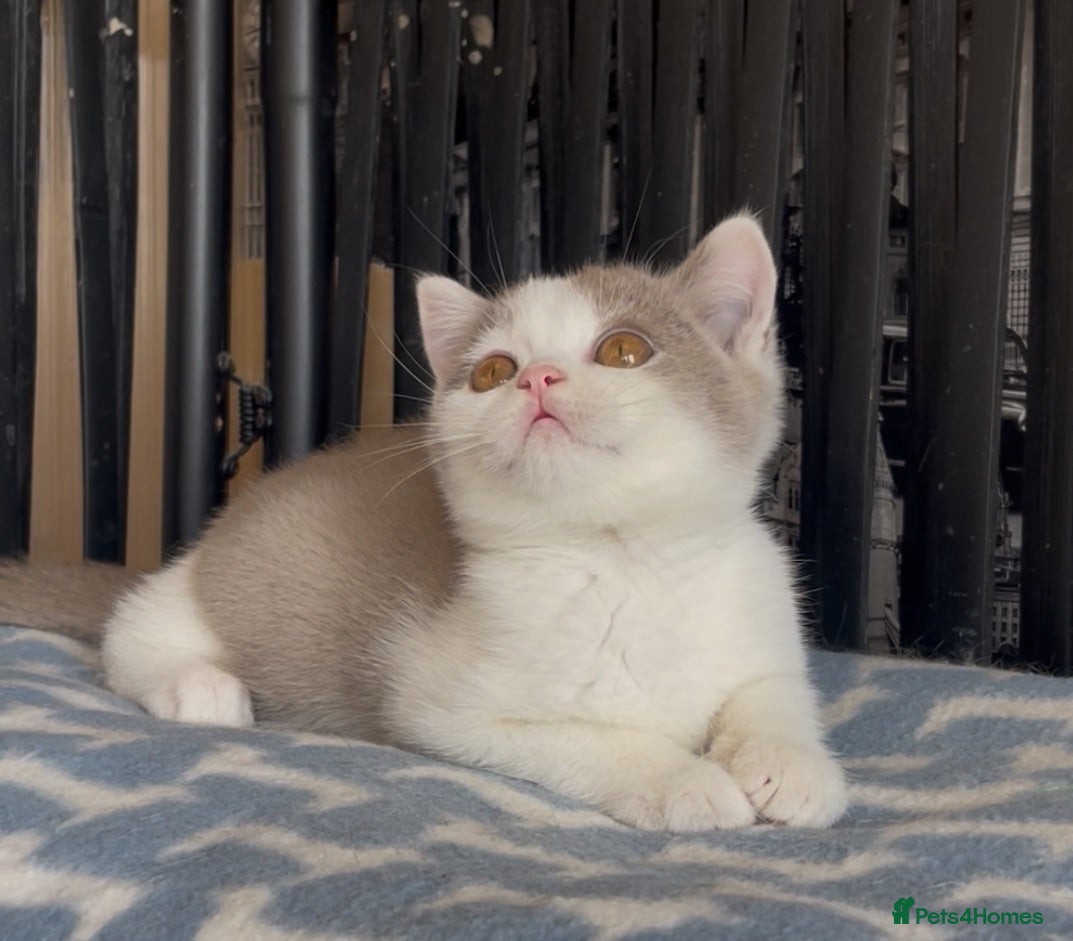 British Shorthair cats Beautiful BSH champion line lilac white boys  - Advert 2