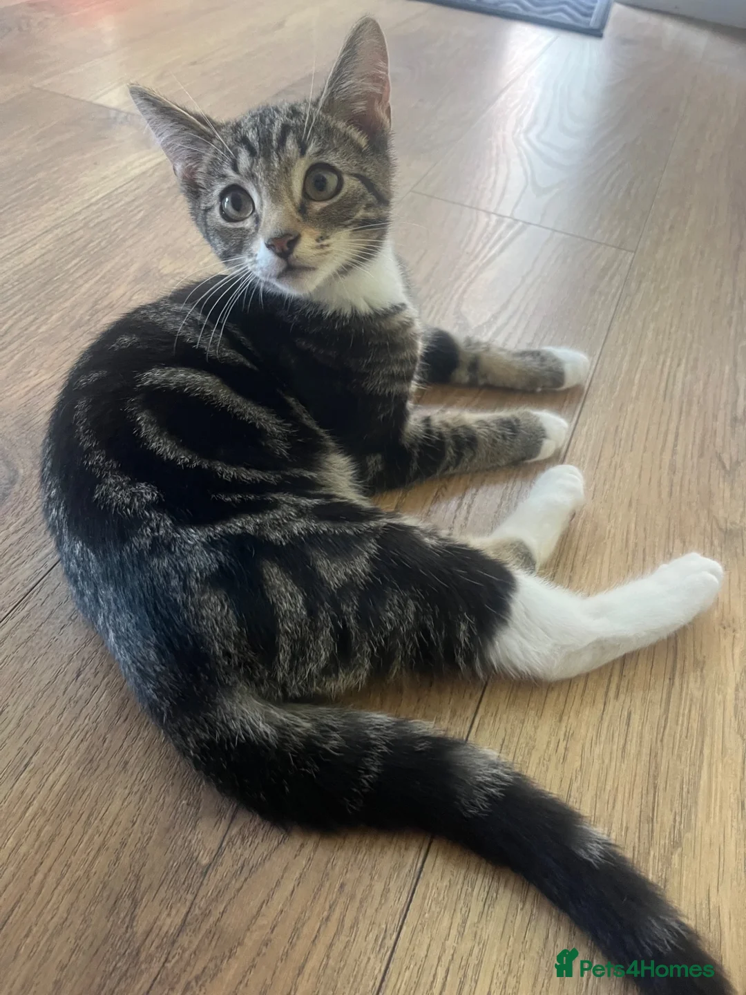 Mixed Breed cats for sale: 4 month old kittens - Advert 2