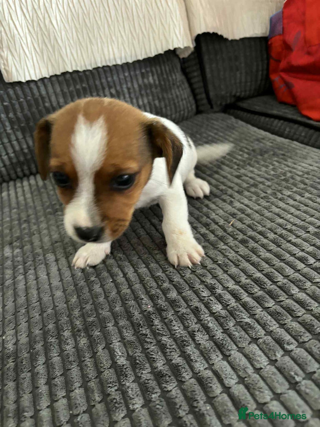 Jack Russell dogs for sale: !!READY TO GO!! Jack russle puppies - Image 7