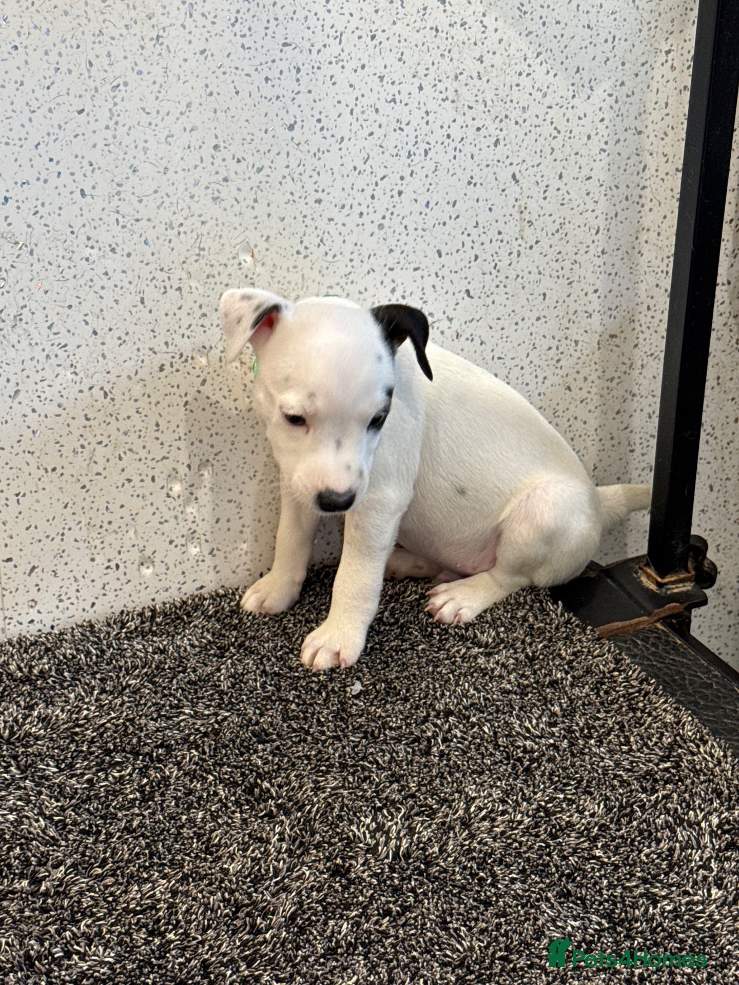 Jack Russell dogs Working type jack Russell pups  - Advert 2