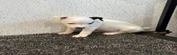 Jack Russell dogs for sale: Working type jack Russell pups  - Advert 2