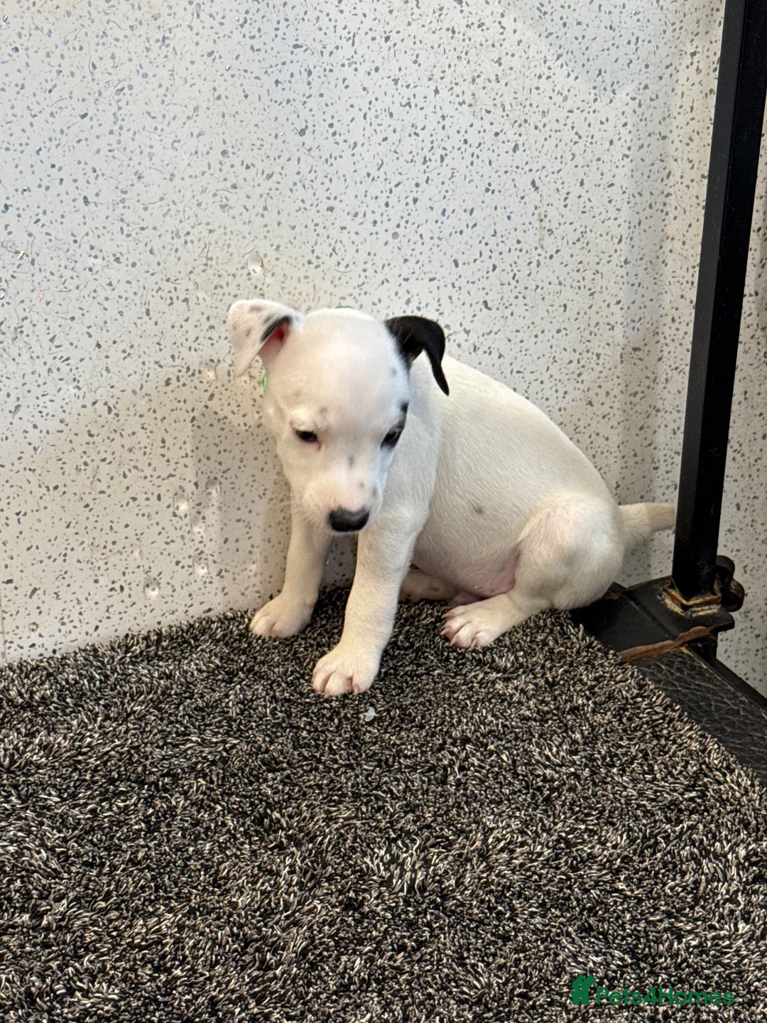 Jack Russell dogs for sale: Working type jack Russell pups  - Advert 2