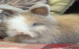 Angora rabbits for sale: Stunning pure bred English angora babies - Image 5