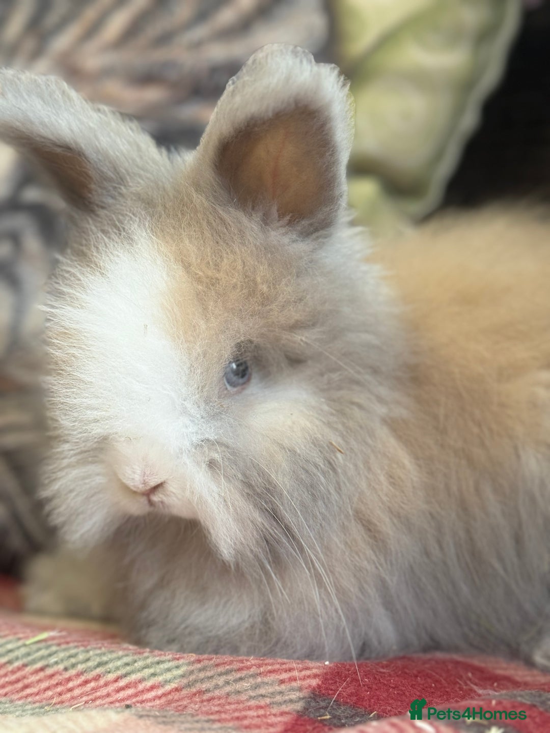 Angora rabbits for sale: Stunning pure bred English angora babies - Image 5