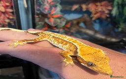 Gecko reptiles for sale: Mix of new Caledonian Geckos - Image 4