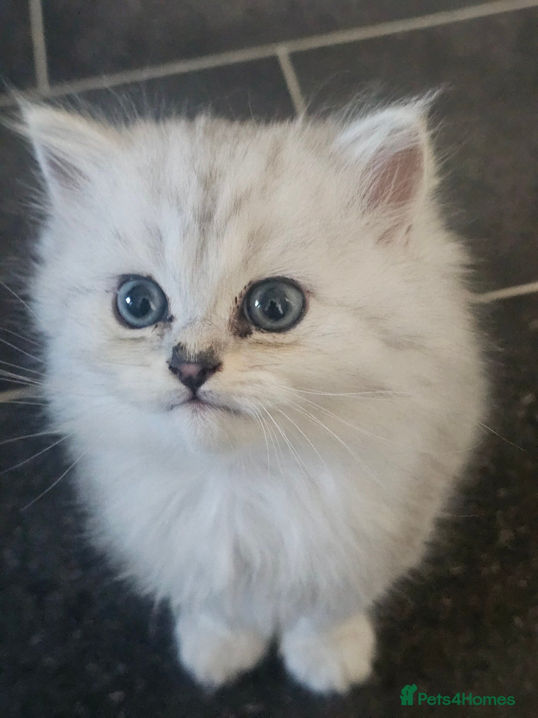 Persian cats for sale: Persian kittens for sale - Image 3