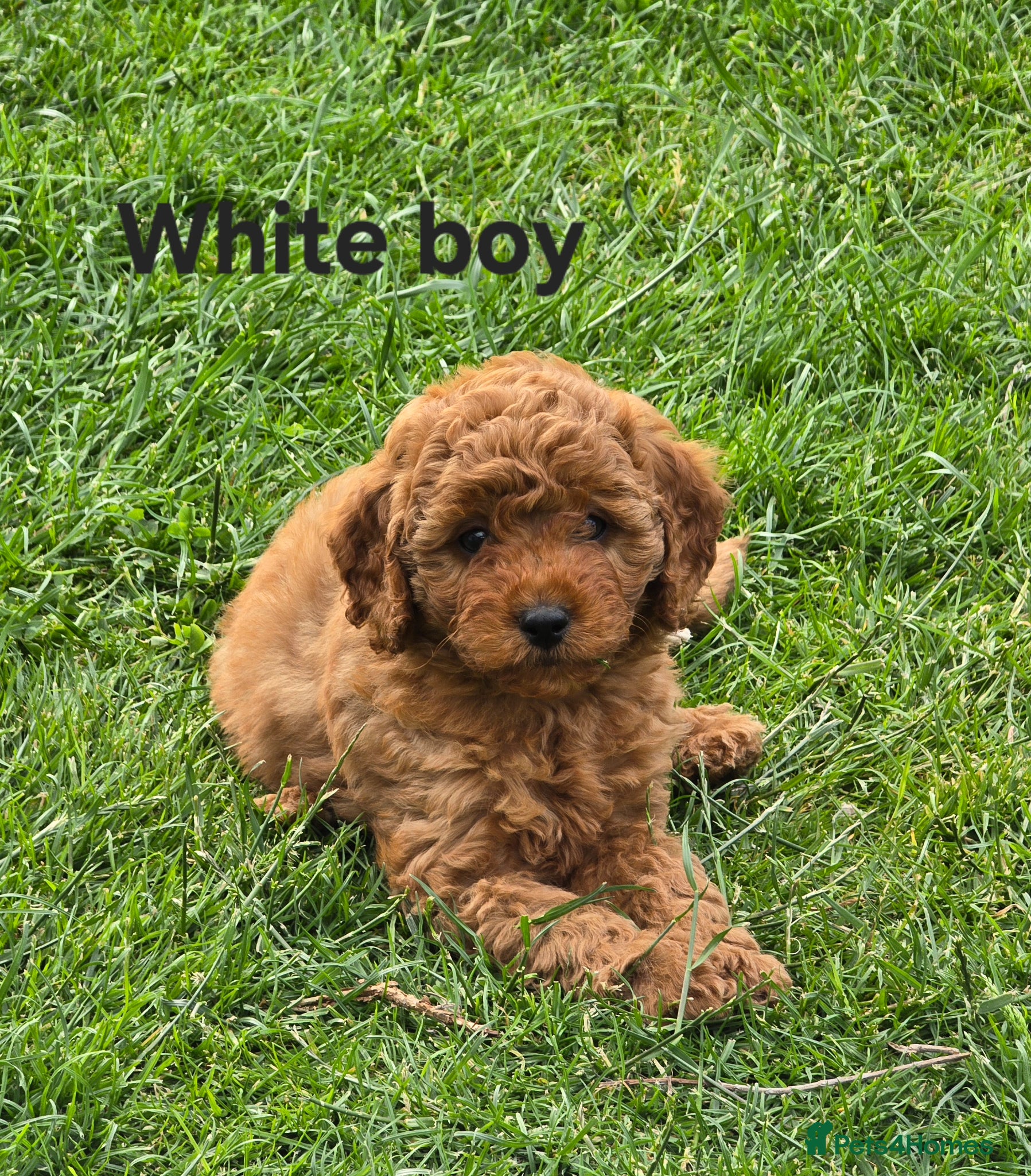 Cavapoo dogs ❤️Cavapoo F1b❤️ DNA tested  - Advert 1