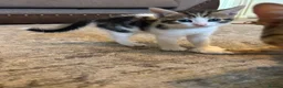 Mixed Breed cats for sale: Mixed breed girls kittens - Advert 19