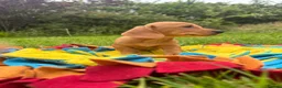 Dachshund dogs for sale: BEAUTIFUL KC REG & PRA CLEAR MINI DACHSHUNDS🩷💙 - Advert 22