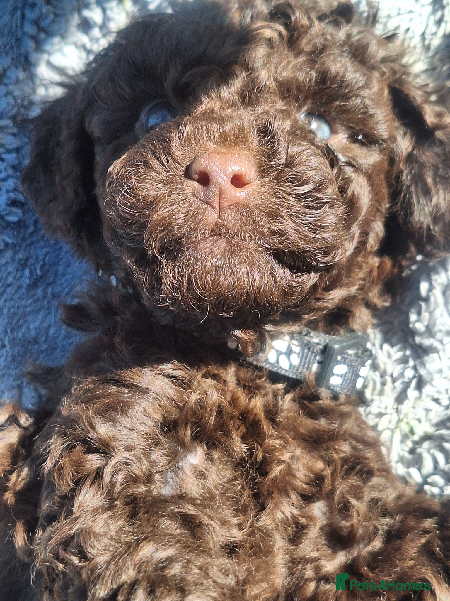 Cockapoo dogs F1b cockapoo puppies - Advert 3