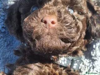 Cockapoo dogs F1b cockapoo puppies - Advert 3