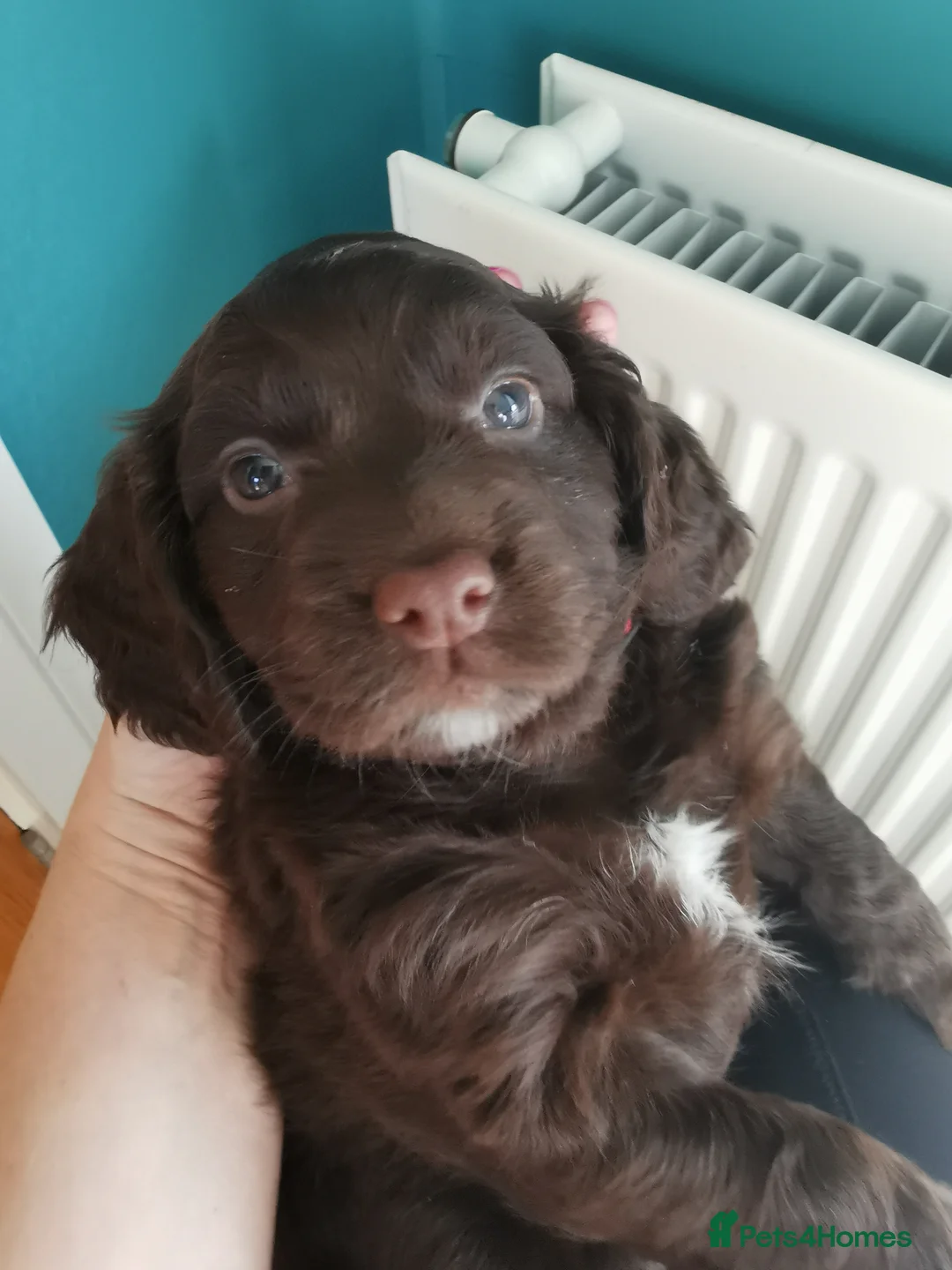 Cocker Spaniel dogs for sale: FTCH Pedigree Working Cocker Spaniels  - Advert 12