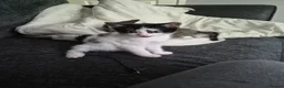 Mixed Breed cats for sale: Kittens for sale  in Newton Aycliffe - Advert 6