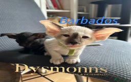 Oriental cats for sale: 2 boys TICA - Image 4