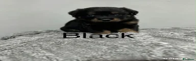 Black collar 