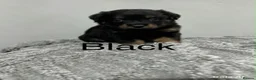 Rottweiler dogs for sale: 🐾 KC REGISTERED ROTTWEILER PUPS  - Advert 3