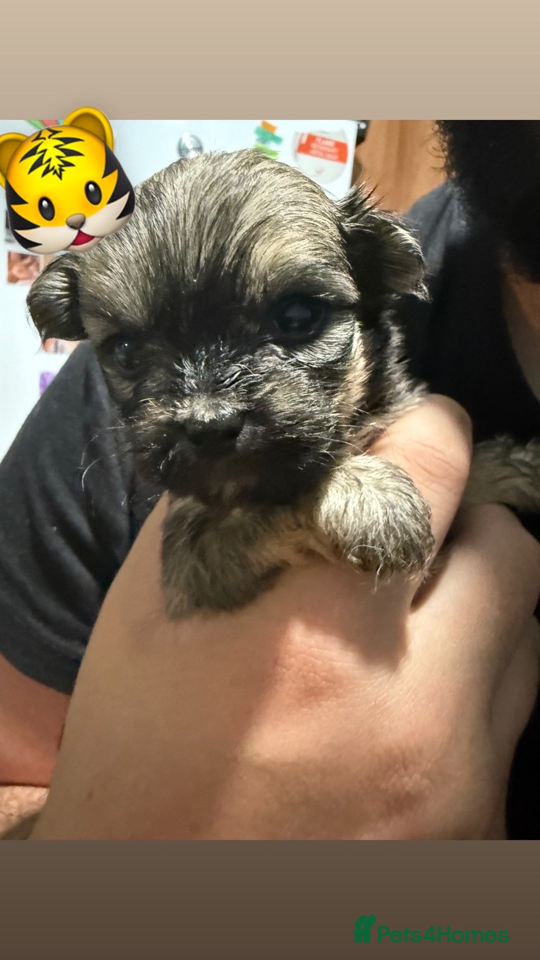 Mixed Breed dogs for sale: 🐾 Fluffy & Friendly! Teddy Bear puppies 🐾 - Image 6