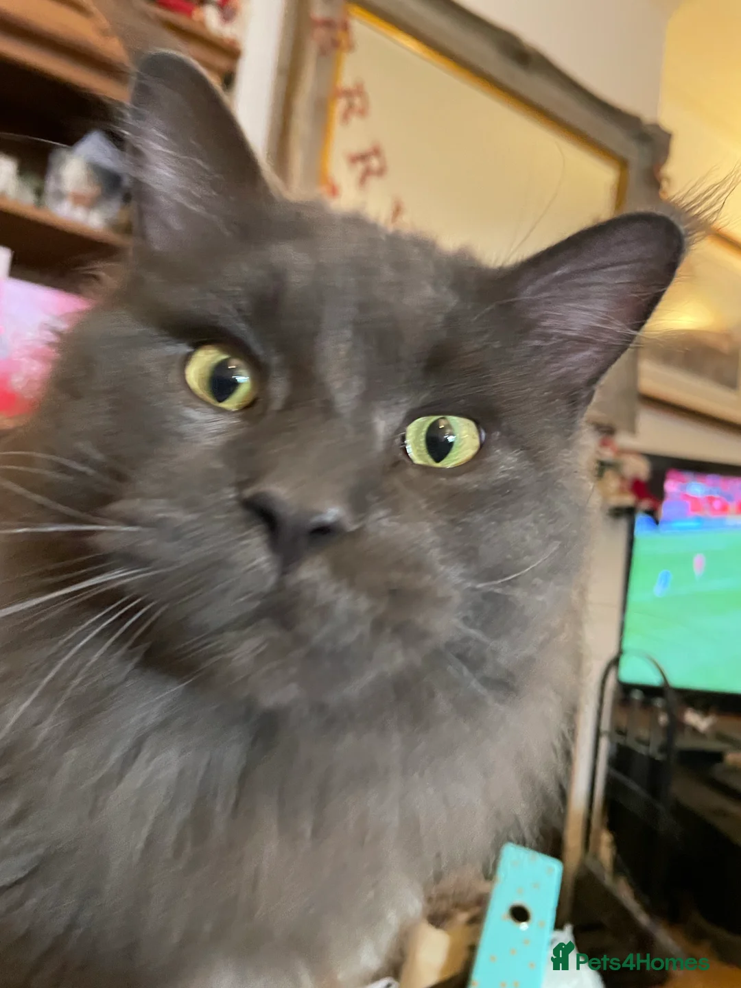 Maine Coon cats for stud: GCCF Russian Line handsome stud Kodiak in Braintree - Advert 10