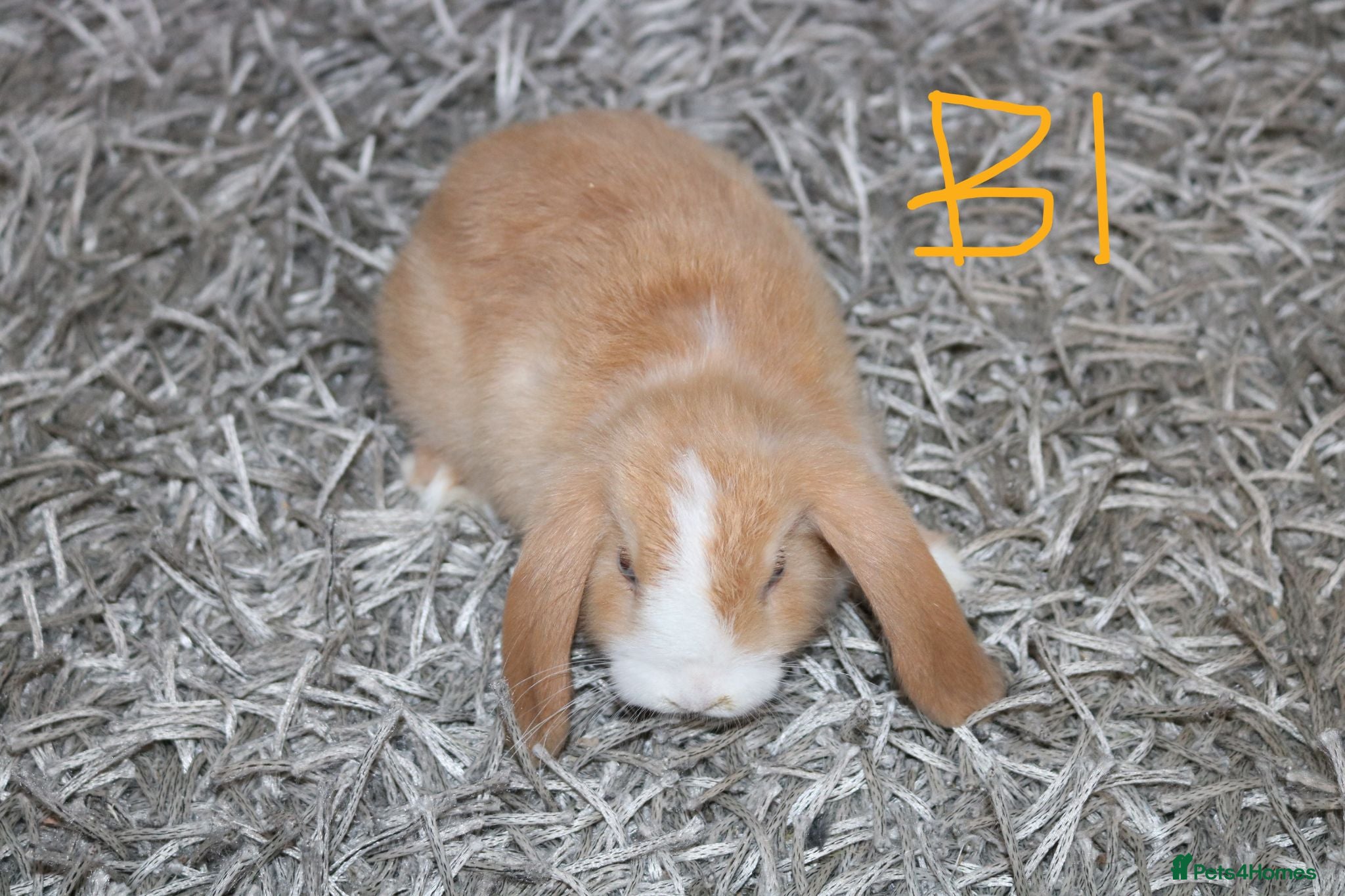 Mini Lop rabbits Stunning Mini Lop / Mini Plush Babies - Advert 2