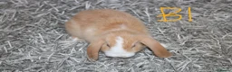 Mini Lop rabbits for sale: 5 Mini Lop / Mini Plush Babies - Advert 10