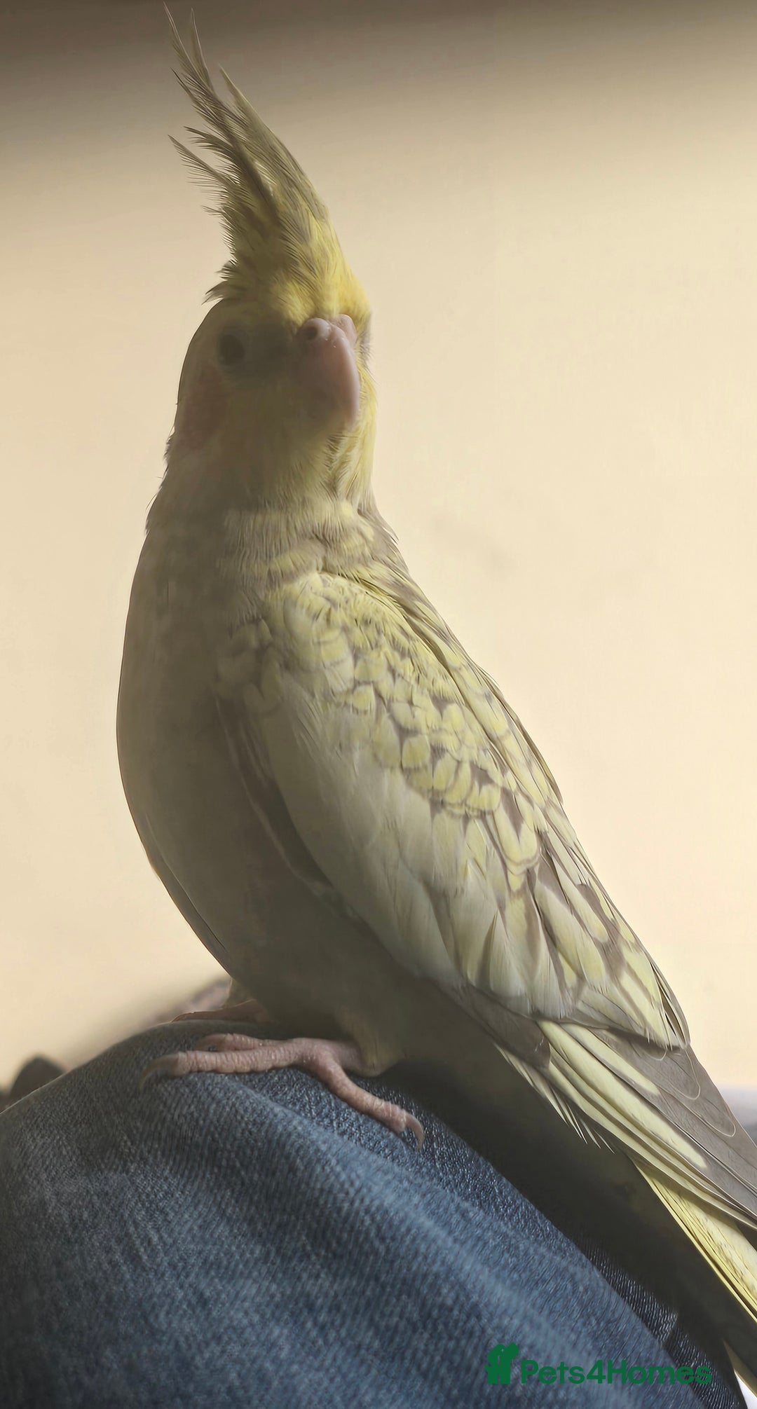 Cockatiels birds for sale: Pair of cockatiels for sale (read description) - Advert 7