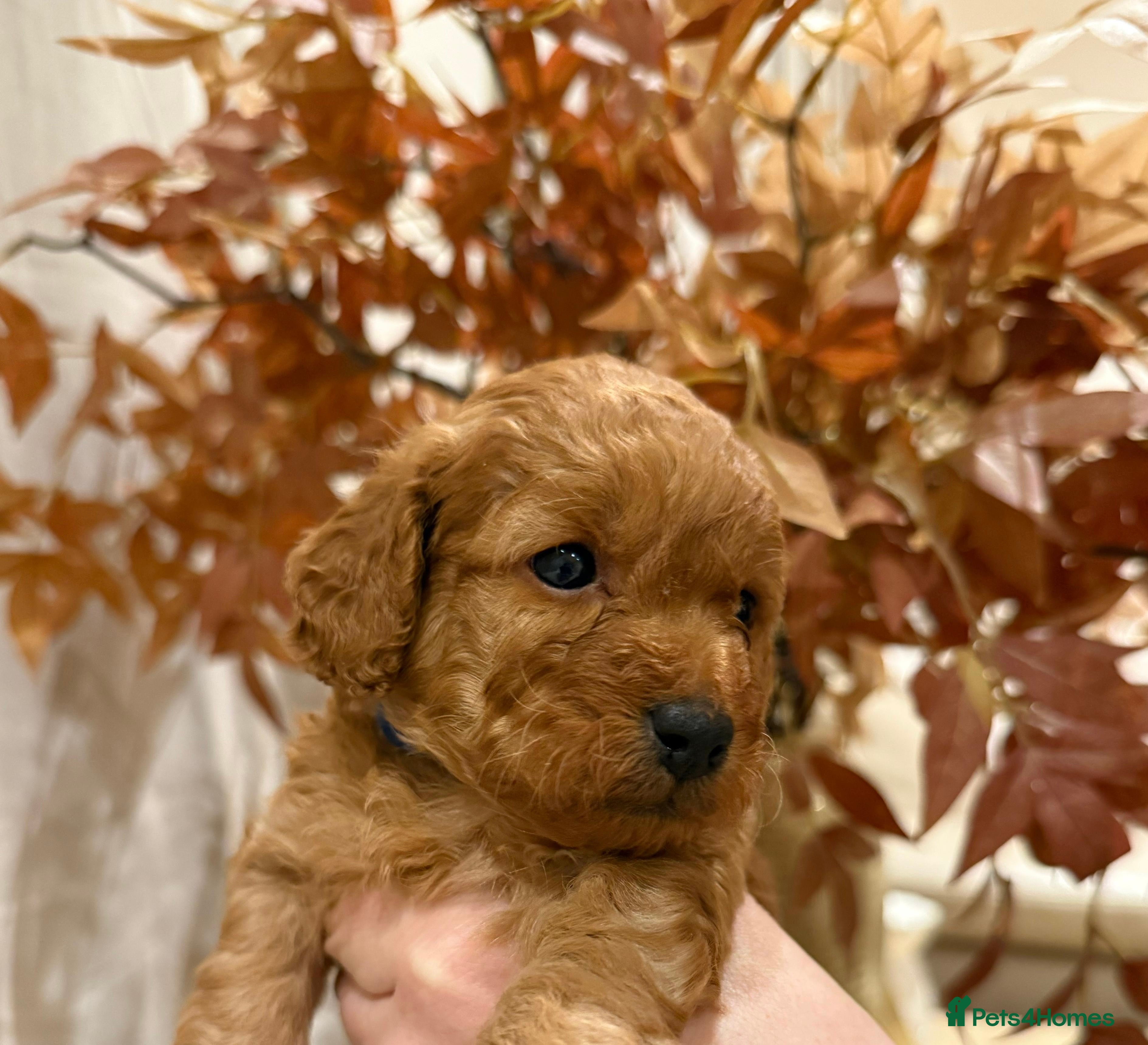 Cavapoo dogs Extensively health tested F1b Red Cavapoo’s - Advert 13