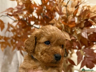 Cavapoo dogs Extensively health tested F1b Red Cavapoo’s - Advert 13