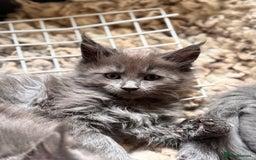Maine Coon cats for sale: FINAL 3 REMAINING :TICA registered Mainecoons  - Image 4