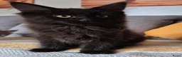 Maine Coon cats for sale: Maine coon kittens  - Advert 33