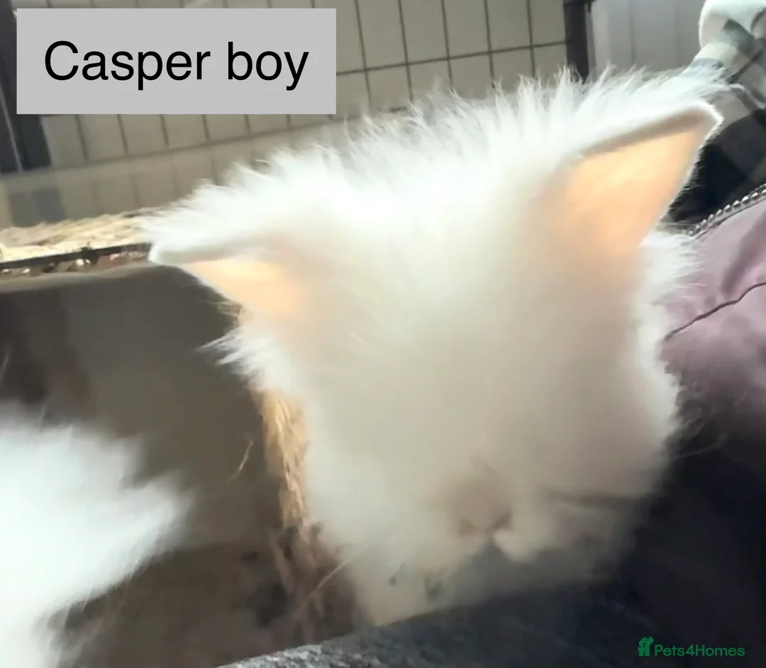 Lionhead rabbits for sale: Double Maned super Fluffy Lionheads READY NOW 🥳 - Advert 2