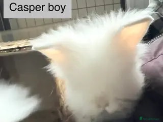 Lionhead rabbits Double Maned Lionhead Babies NOW 🥳 - Advert 15