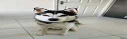 Siberian Husky dogs for adoption: Sunning 🐺 BILLY 🐺 - For An Experienced Home ❤️ in Newark - Advert 4