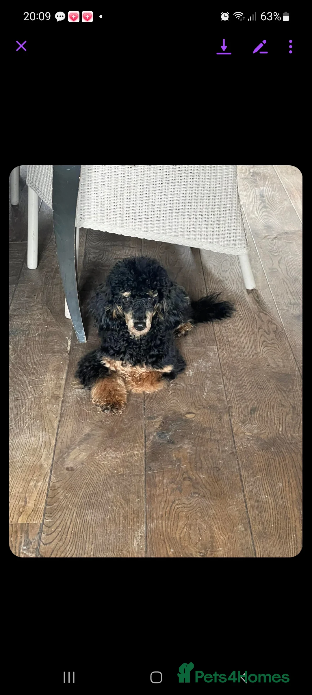 Miniature Poodle dogs for stud: Toy poodle stud dog - Advert 2